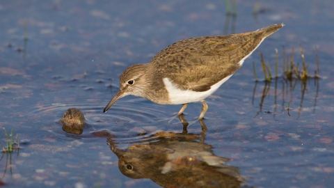 Common sandpiper