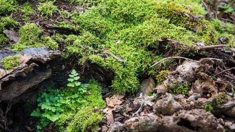 Moss