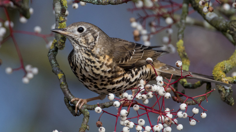 Mistle thrush