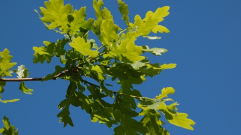 Oak Leaves
