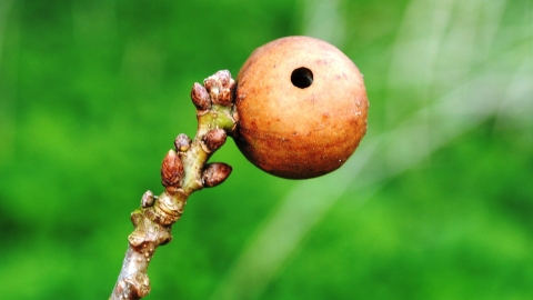 Marble gall