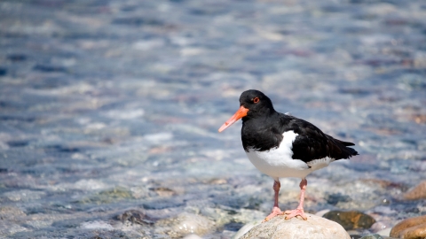 Oystercatcher