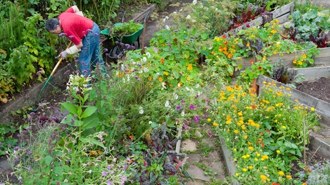 A gardener in a community garden