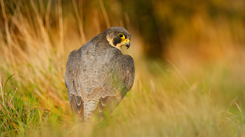 Peregrine falcon