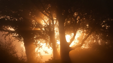 Trees at dawn