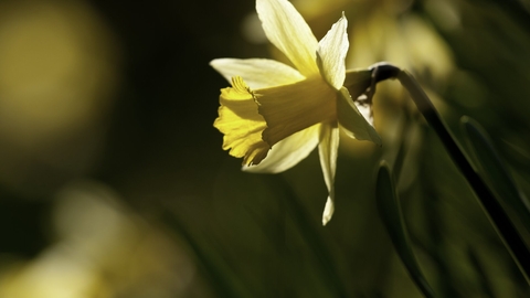 Wild daffodil