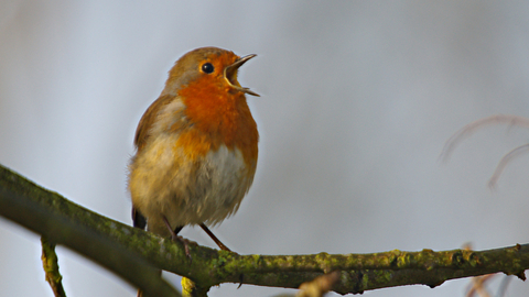 ROBIN