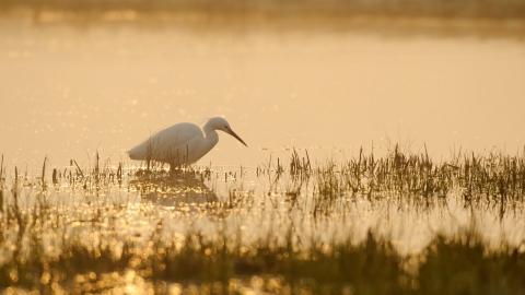 Little egret