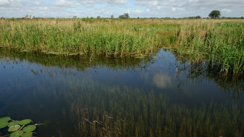 Wicken Fen, Cambridgeshire