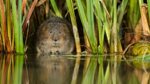 Water vole