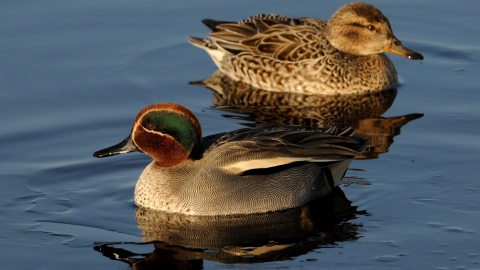 Common teal