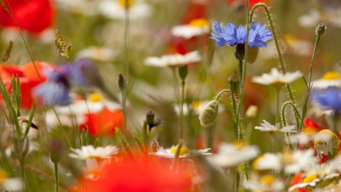 Wildflower meadow