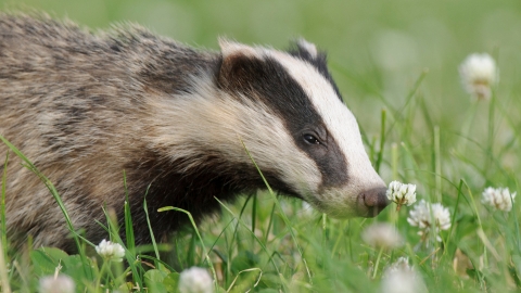 A badger sniffing a flower