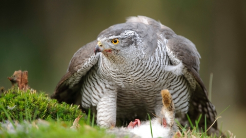 Goshawk
