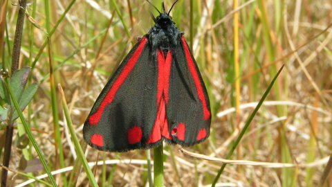 cinnabar