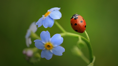 7 spot ladybird