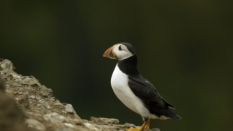 Puffin
