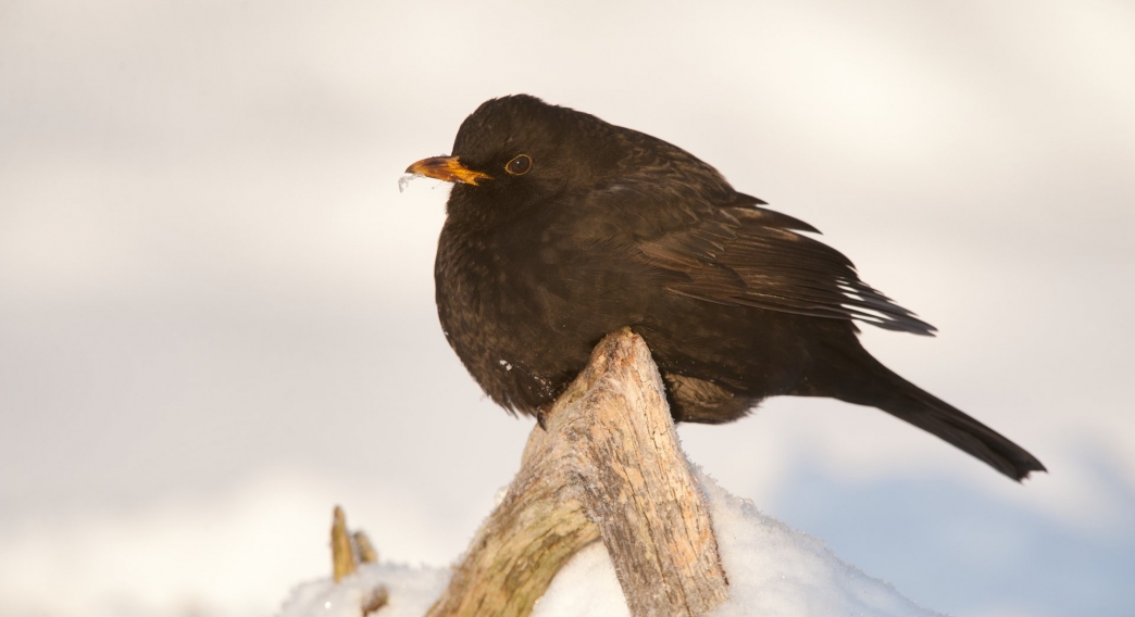 How to feed garden birds in winter Herts and Middlesex Wildlife Trust