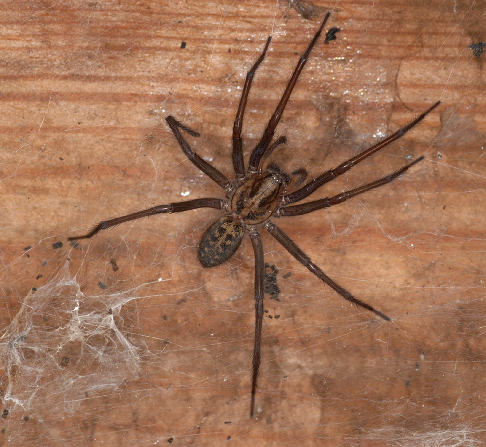 The Secret Lives Of Spiders Herts And Middlesex Wildlife Trust the-secret-lives-of-spiders-herts-and-middlesex-wildlife-trust