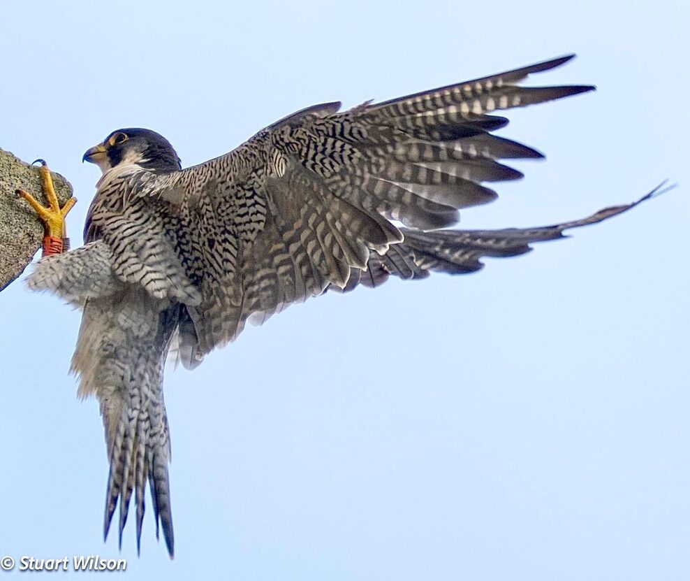 St Albans Cathedral Peregrines Expand Their Range: Brothers Spotted ...