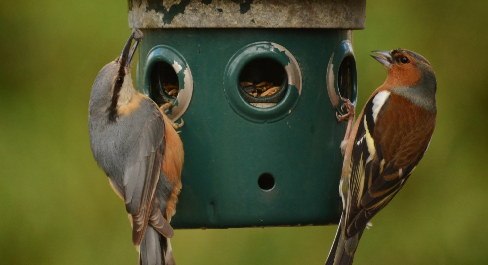 How to feed garden birds in winter Herts and Middlesex Wildlife Trust