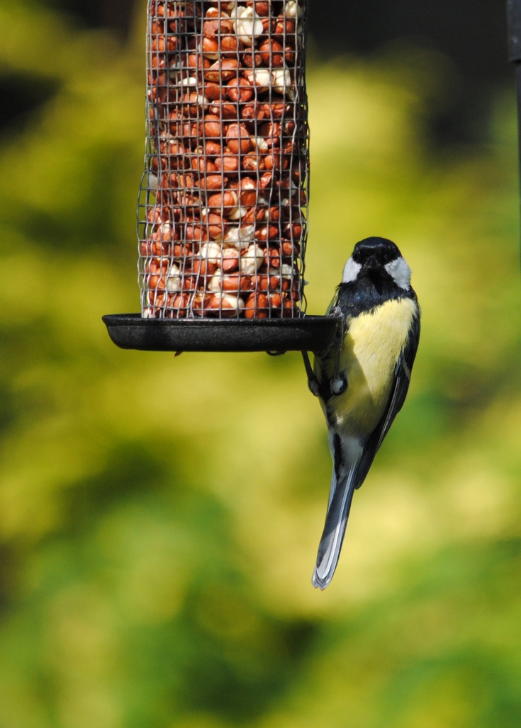 How to feed garden birds in winter Herts and Middlesex Wildlife Trust