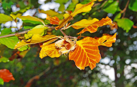 Common Beech