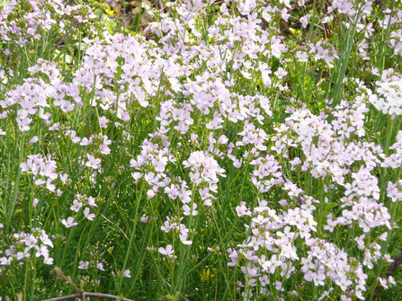 Cuckooflower