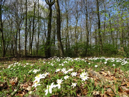 Wood anemones at Hobbyhorse Wood