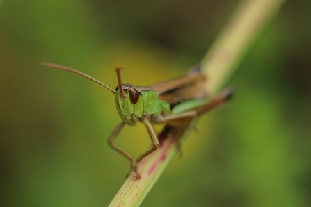 Meadow Grasshopper