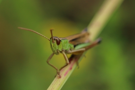 Meadow Grasshopper