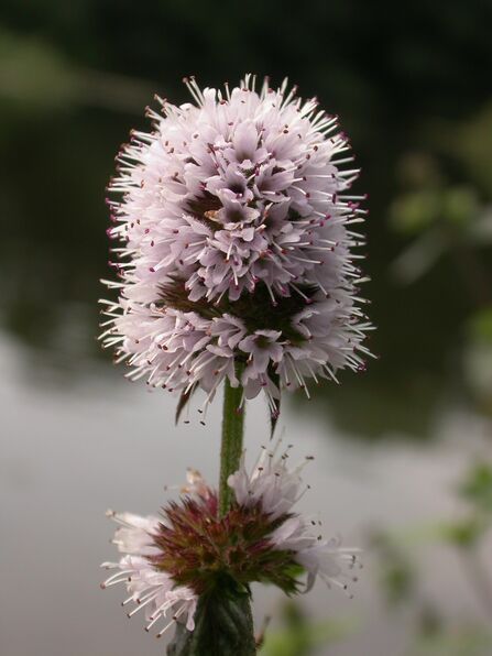 Water Mint