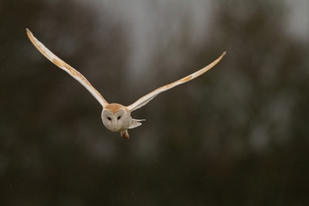 Barn Owl