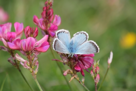 Chalkhill Blue