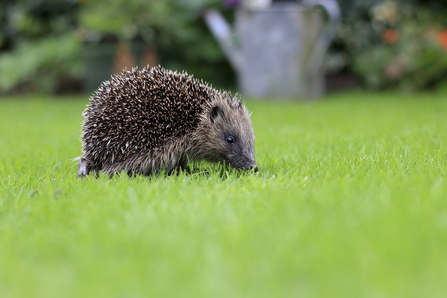 Hedgehog (c) Tom Marshall