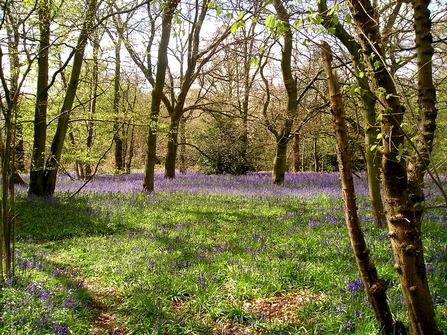 Old Park Wood Nature Reserve 