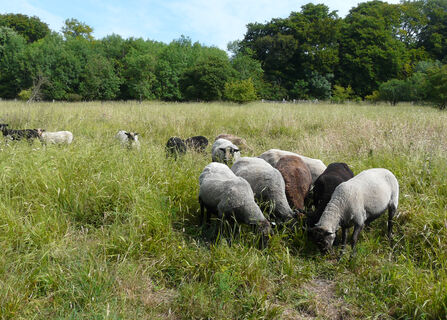 Shetland Sheep at Aldbury Nowers