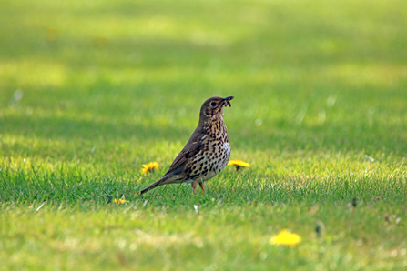 Song Thrush