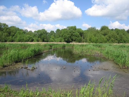 Stanborough Reedmarsh