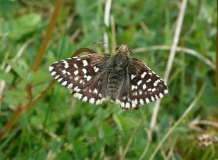 Grizzled skipper