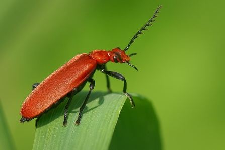 Cardinal beetle