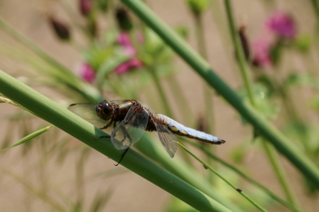 Broad bodied chaser