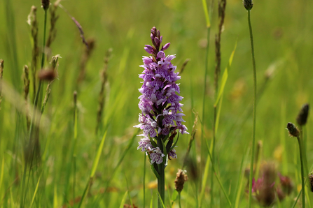 Common spotted orchid