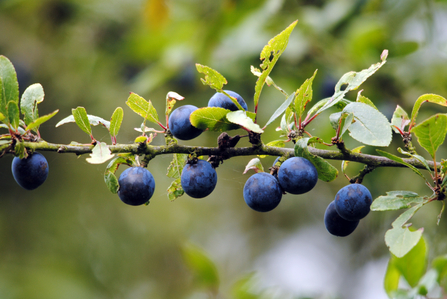 Blackthorn sloe