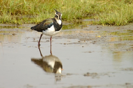 Lapwing