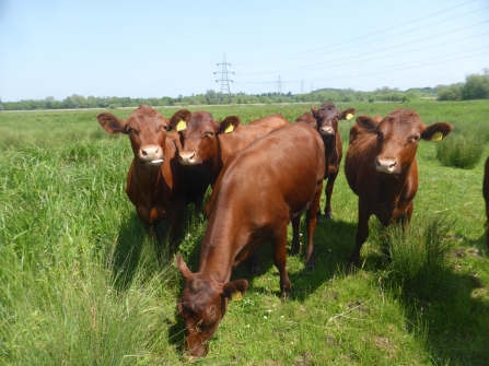 Redpoll cattle