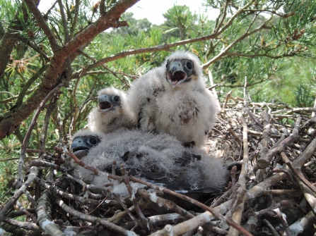 Hobby chicks at Panshanger Park