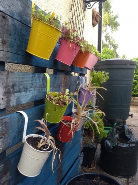 vertical garden wildlife trust