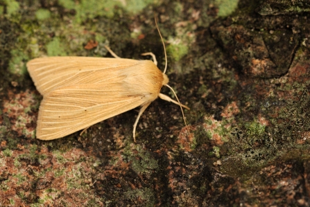 Common wainscot