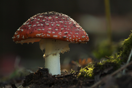 Fly agaric (Amanita muscaria)